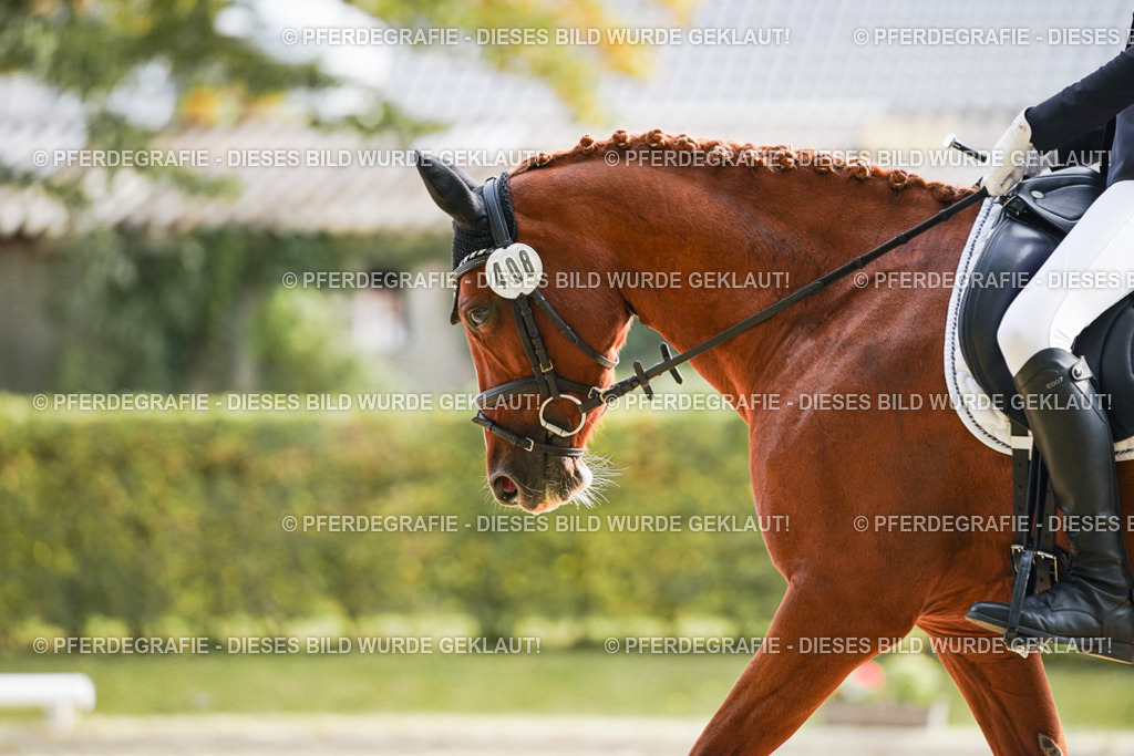 DSC04472 | Pferdegrafie