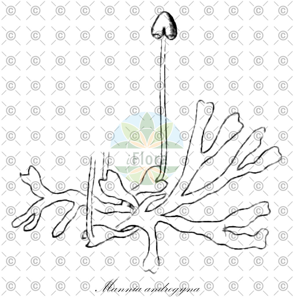 HistAbb_wfo-0000779024_1_ENZY_Simple | Historische Abbildung von Mannia androgyna - Aytoniaceae | Historical Illustration of Mannia androgyna - Aytoniaceae