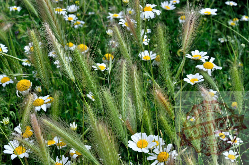 Chamomile flowers and green ears growing in spring meadow | Chamomile flowers and green ears are growing in a spring meadow creating a beautiful natural background - Realized with Pictrs.com
