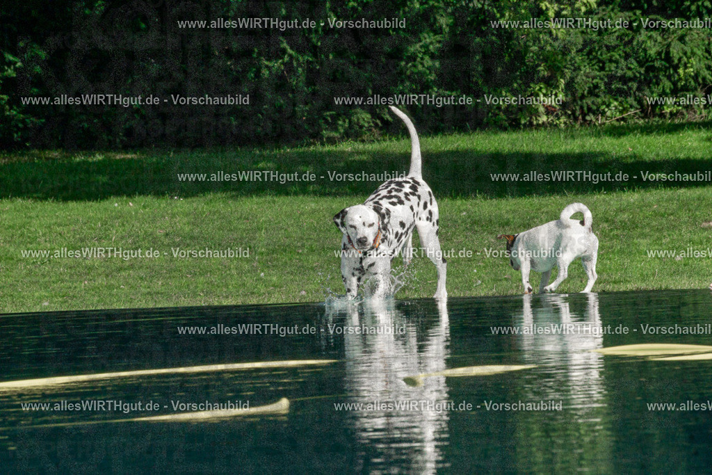 Hundeschwimmen_Volksbad_2026-allesWIRTHgut_Tierfotografie-2609061536-DSC00112 | Professionelle Tierfotografie in Mönchengladbach von Daniel Wirth (allesWIRTHgut). Liebevolle & natürliche Bilder von Hunden & Katzen für unvergessliche Erinnerungen.