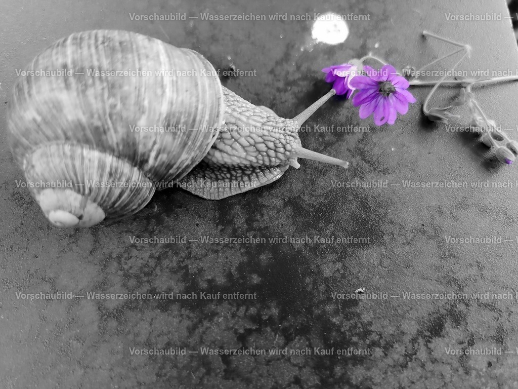 Snecki | online Fotogalerie mit schwarz-weiß Fotografien und Shop für zeitlose  Poster und Leinwände in stilvollem schwarz weiß  - Realisiert mit Pictrs.com