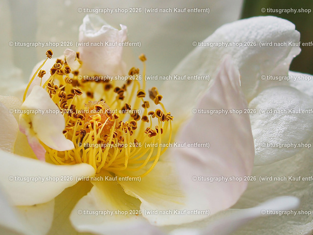 P6080233-titusgraphy-vz-2 | Fotokunstarbeit aus der INSTAGRAM-Gallerie auf titusgraphy.eu - Realisiert mit Pictrs.com