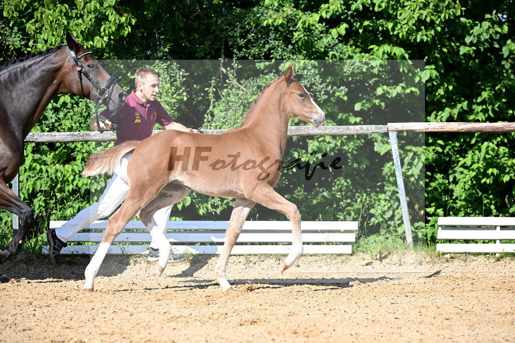 Kat-Nr. 4 Elastic x Quaterback_SF_Schuster_16250011 | hf-fotografie - Realisiert mit Pictrs.com