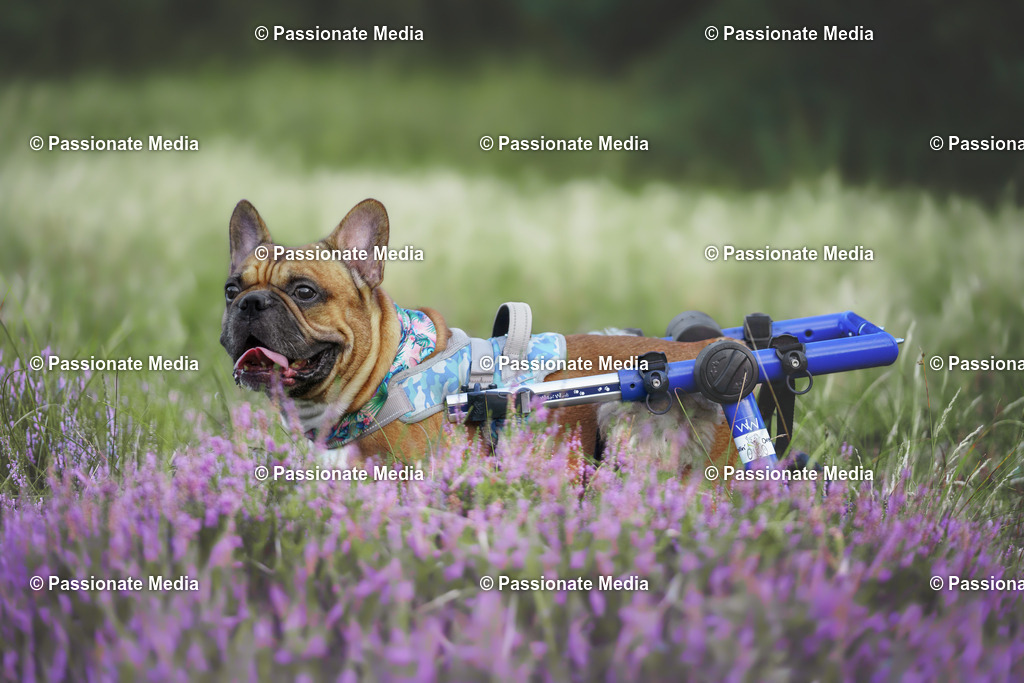 _DSC3306 | Passionate Media, dein Fotograf aus Brandenburg, Märkisch Oderland, im Bereich Motorsport, Autos und Motorräder sowie Events und auch Hunde. Shootings oder auch Eventbegleitungen können bei mir gebucht we