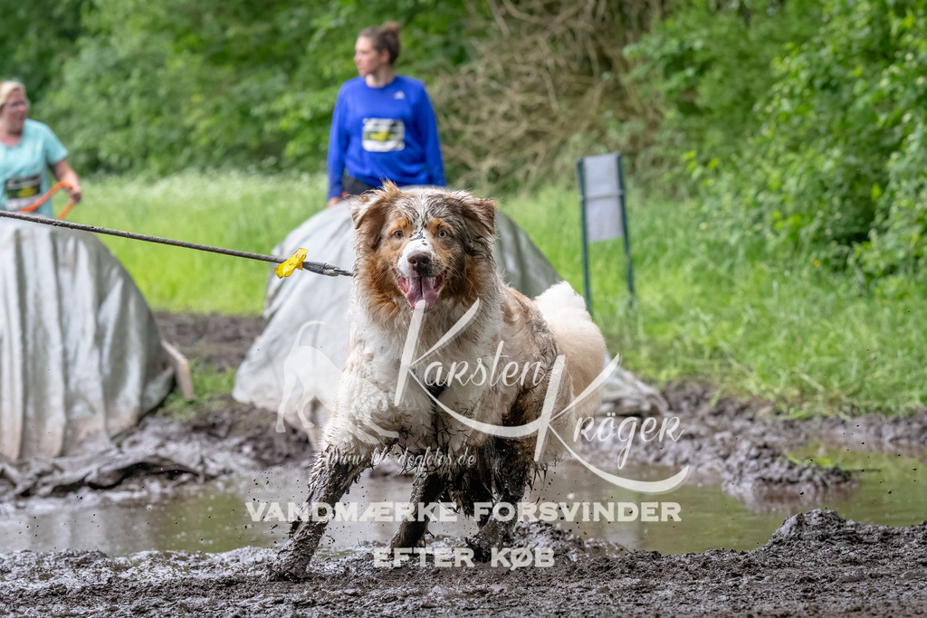 1627_ZZ93827-Bearbeitet | kk-dogfotos