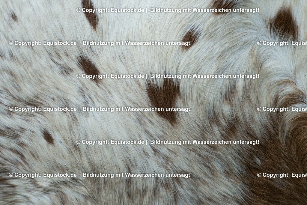 20150315_TOMsPiC_0068 | equistock