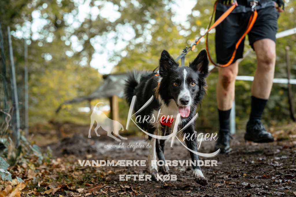 1426DZ6_2061Z6 | kk-dogfotos