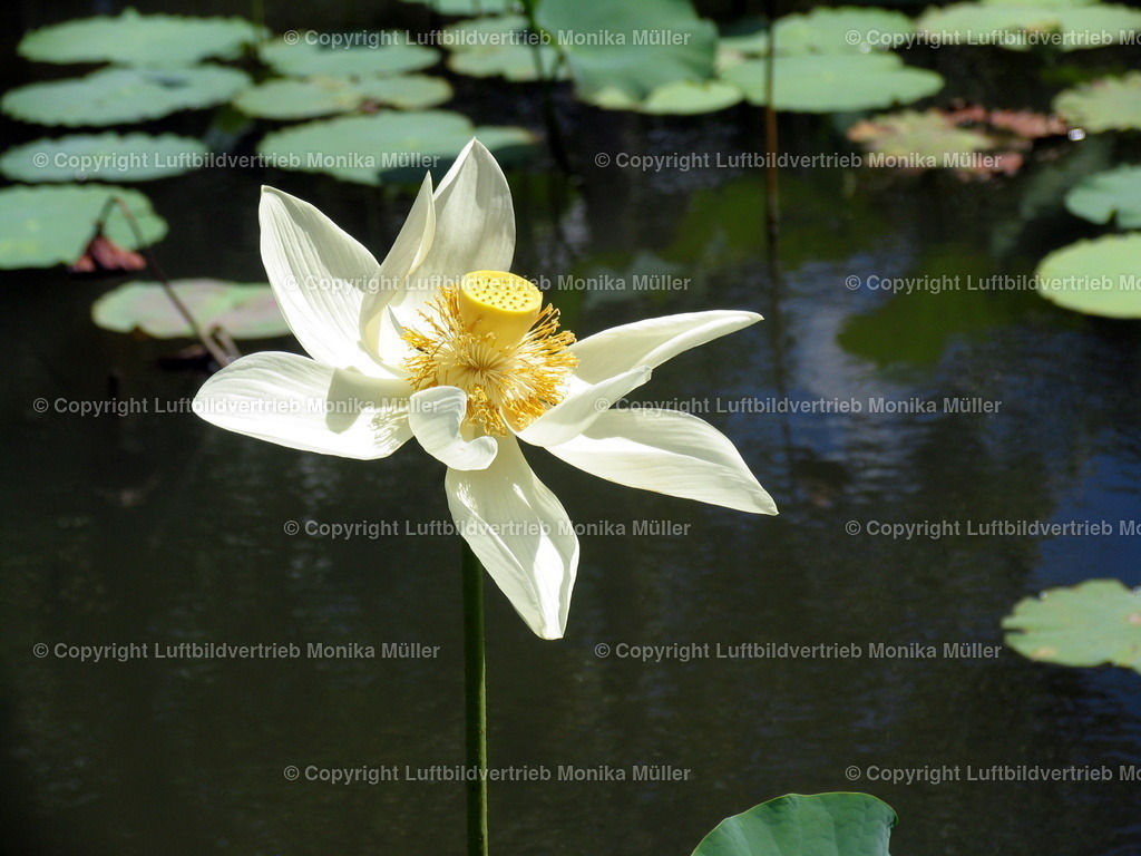 IMG_1411-1 | luftbildarchiv-mueller - Realisiert mit Pictrs.com