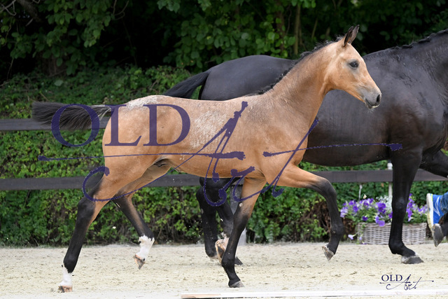 04 DE433330833923 FRE Qandide - Rock Forever I - Florestan I_23230405_s | <meta name="description" content="★Offizieller Merchandise und Foto-/Videostore des Oldenburger Verbandes.★ ✅Jetzt auch digital Ausdrucke erhältlich." />
<meta name="keywords" content="Merchandise Foto-/Videostore Oldenburger Verband Photographie 