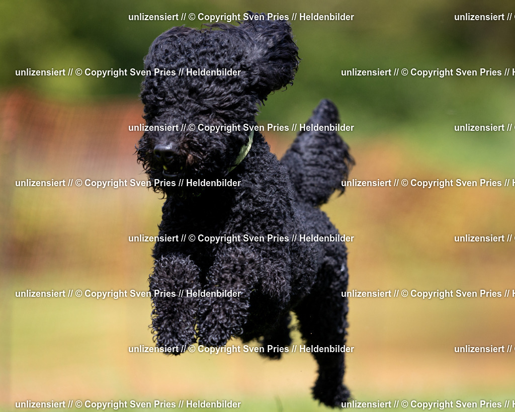 Sven Pries | 2024-04-21 - Hunderennen Baden-Oos
Foto: Sven Pries - Realisiert mit Pictrs.com