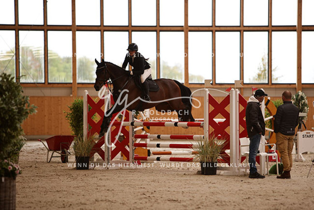 1J2A2462Elli Gruhlke_ Levito 21_ Kn340_ Hohen Wieschendorf_ Glantz | Foto- und Videografie für alles rund ums Pferd. Hochwertige Bilder und Videos vom Spring- und Dressurreiten, Voltigieren & mehr. Jetzt aktuelle Veranstaltungen und Preise im Shop ansehen. - Realisiert mit Pictrs.com