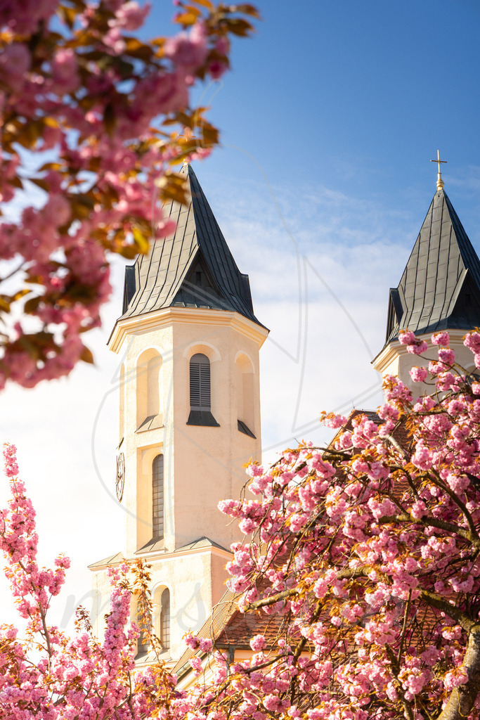 Kirschbluete_Amstetten_Mostdirn_Irmgard_Wieser_2026-2807 | Ihre Fotografin im Lungau, ihre Fotografin im Mostviertel, Wandbilder Onlineshop, Imagefotos für Ihr Unternehmen,  - Realisiert mit Pictrs.com