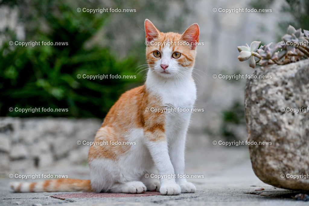 Katze_ Katzen_ 16.10.2024-22 | 16.10.2024, Linz, AUT, Haustier, Katzen, im Bild Haustier, Katze, Katzen, Kater, Stubentiger, Babykatze, Mietze, Fellnase, Tierfotografie, Heimtier