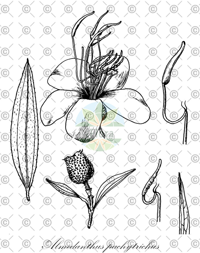 HistAbb_wfo-1000020929_1_ENZY_Simple | Historische Abbildung von Almedanthus pachytrichus - Melastomataceae | Historical Illustration of Almedanthus pachytrichus - Melastomataceae
