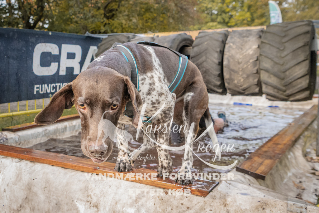 1443_ZZ94940 | kk-dogfotos