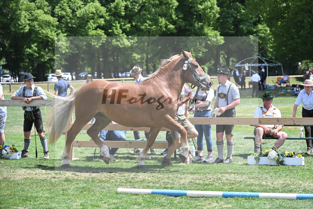 Kat-Nr. 53 Pamira_Gruber_20230852 | hf-fotografie - Realisiert mit Pictrs.com