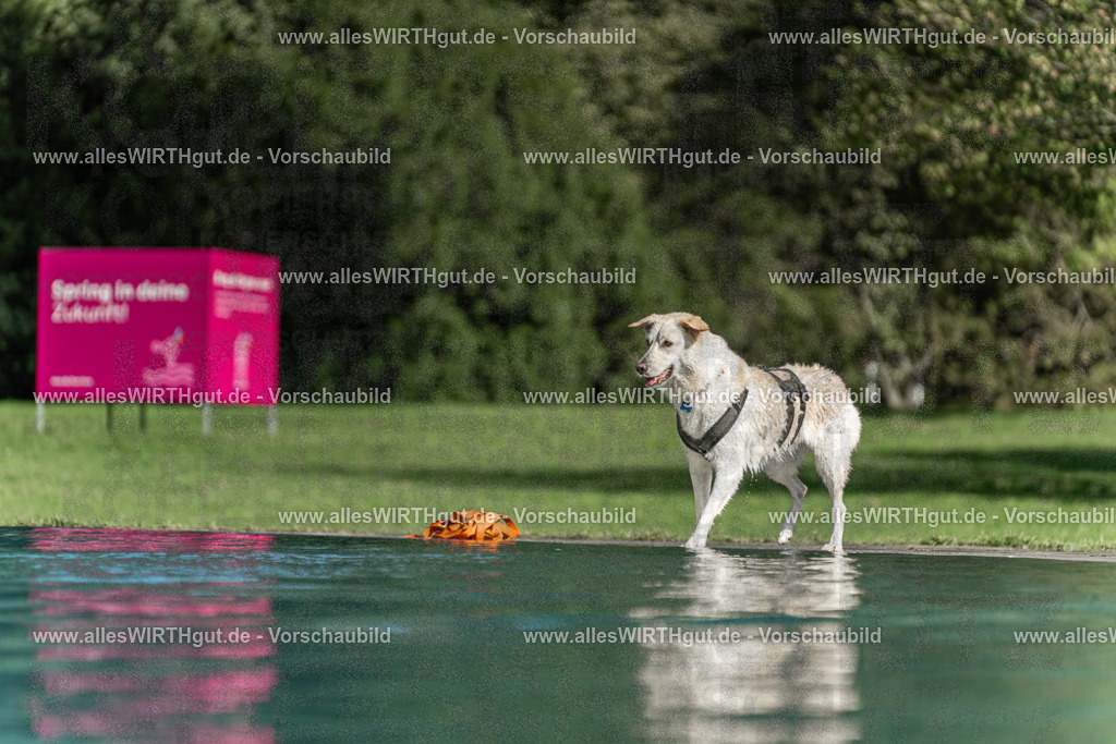 Hundeschwimmen_Volksbad_2026-allesWIRTHgut_Tierfotografie-2609061551-7R501986 | Professionelle Tierfotografie in Mönchengladbach von Daniel Wirth (allesWIRTHgut). Liebevolle & natürliche Bilder von Hunden & Katzen für unvergessliche Erinnerungen.