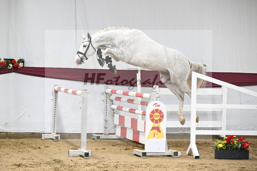 Kat-Nr. 86 Zirocco Blue x Askari_Daniela Kastner-Schoepe_47252896 | hf-fotografie - Realisiert mit Pictrs.com