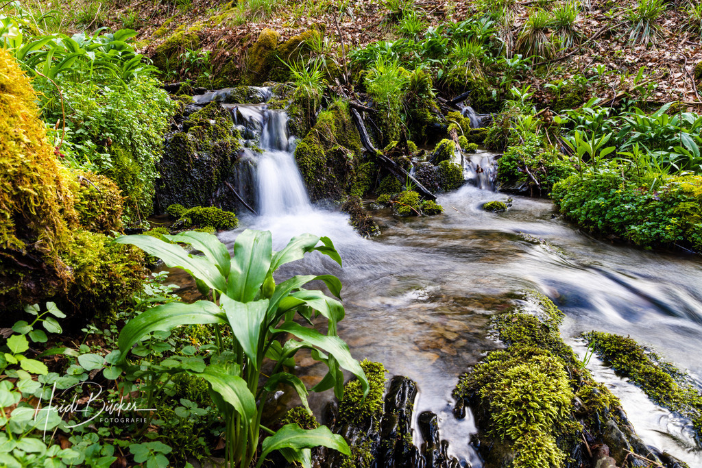 Bärlauch am Waldsiepen bei Vorwald | Bilder und Impressionen zu jeder Jahreszeit aus dem Sauerland im Naturpark Sauerland-Rothaargebirge - Realisiert mit Pictrs.com
