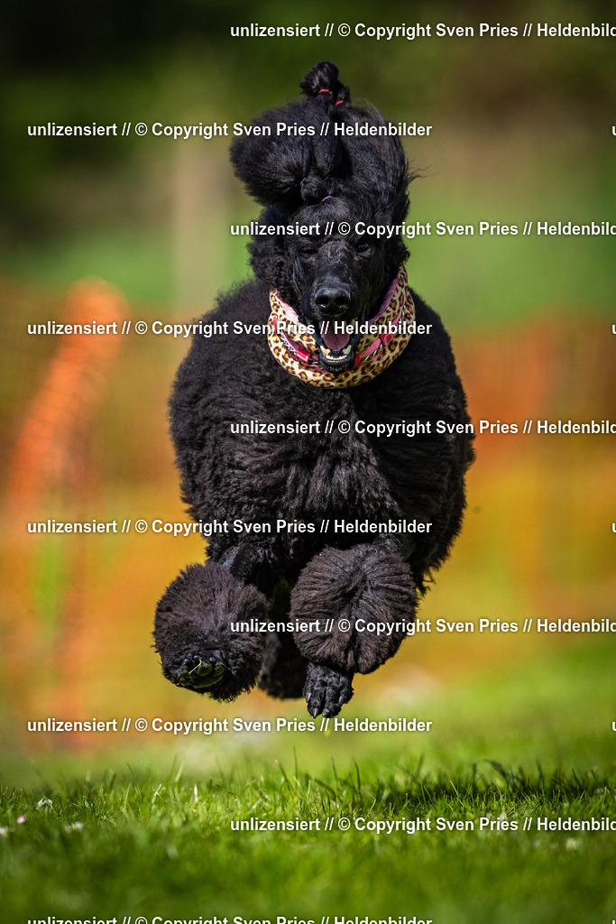 Sven Pries | 2025-04-13 - Hunderennen Baden-Baden - Realisiert mit Pictrs.com