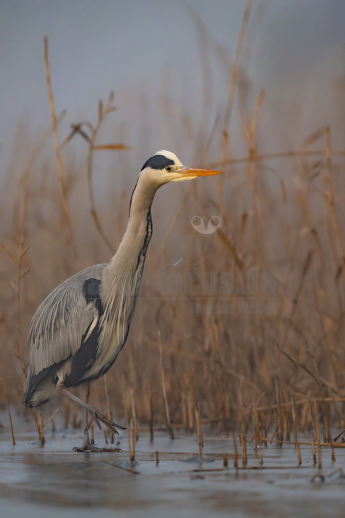 R5M29285_20251228 | Ein Graureiher (Ardea cinerea) steht aufmerksam in seichtem Wasser, umgeben von trockenem Schilf und Ried. Der Vogel blickt nach rechts, sein langer, oranger Schnabel und die markante Kopfzeichnung sind deutlich zu erkennen. Der Hintergrund ist unscharf und zeigt eine helle, neblige Atmosphäre, die die Szene in ein sanftes Licht taucht. Das Wasser am Boden scheint teilweise gefroren zu sein oder ist sehr still. - Realisiert mit Pictrs.com