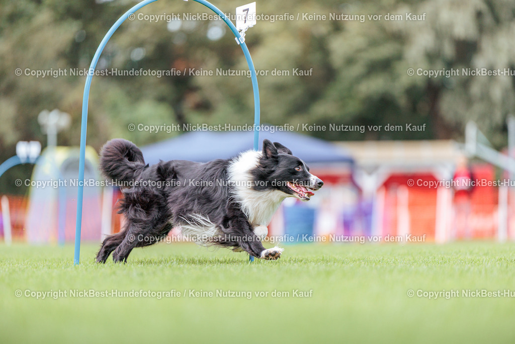 BSP Hoopers-H3-2026-Nickbest-Hundefotografie-TuS Komet Arsten e.V.-2803 | Dein Hund! Dein Moment! Deine Erinnerungen! Hundefotografie in Bremen Blumenthal. Ich fange die besonderen Momente deines Vierbeiners ein – ob Indoor mit Blitzanlage oder in der freien Natur. Sicher dir dein Moment und dein Termin für eure Erinnerungen.
