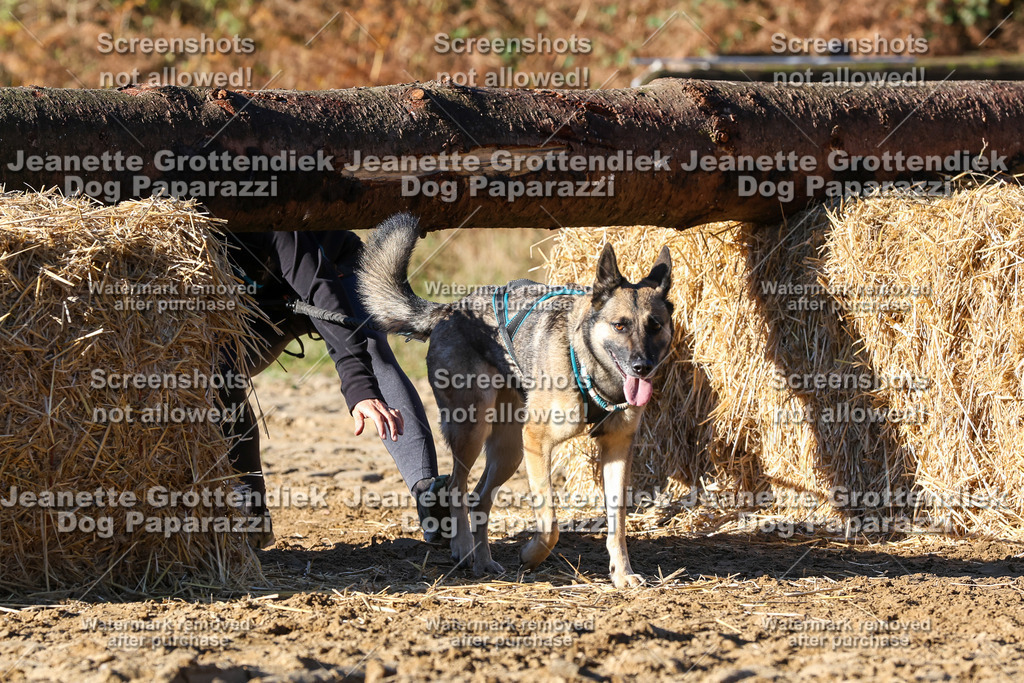 Dog Paparazzi - Strongdog 10-25-1725 | Dog Paparazzi Jeanette Grottendiek Fotografie & Videografie - Realisiert mit Pictrs.com