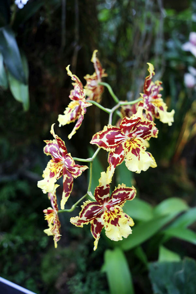 Orchideenschau im Botanischen Garten der Universität Leipzig | Entdecke über 20 Kategorien Leipzig-Motive: Foto-Downloads, hochwertige Poster, Leinwand- & Fine-Art-Prints. Jetzt Lieblingsfoto im Bildlexikon Leipzig Shop bestellen!