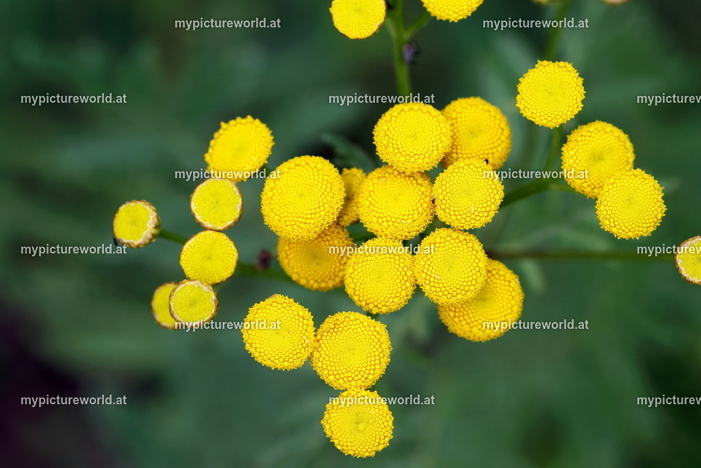 Rainfarn-005 | Das Bilderarchiv über Tiere, Planzen und Landschaften. In der Bilddatenbank finden Sie ein große Auswahl an hochwertigen Bilder für Ihre Werbung - Realized with Pictrs.com