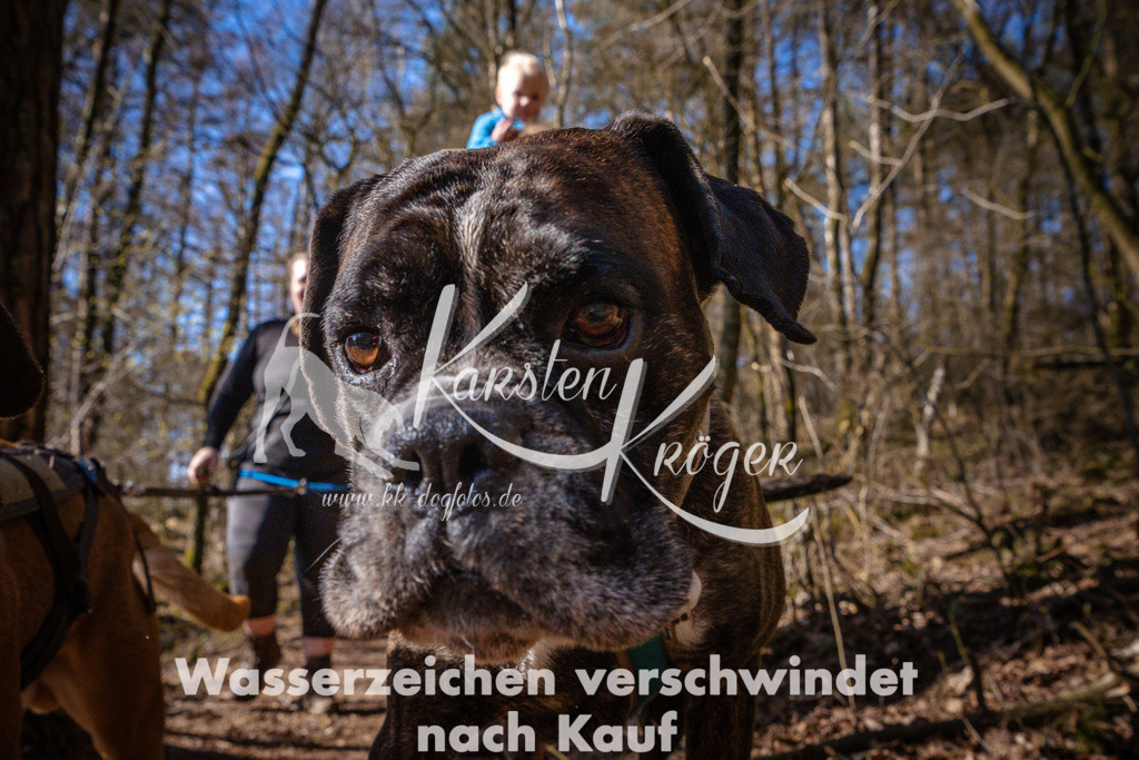 0945_ZZ99792 | kk-dogfotos
