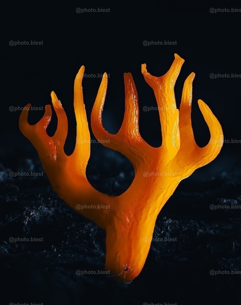 Die Feuerkoralle | Der "Klebrige Hörnling", ein winizigkleiner Pilz in Form einer erstarrten Flamme oder eines Geweihs. - Realisiert mit Pictrs.com