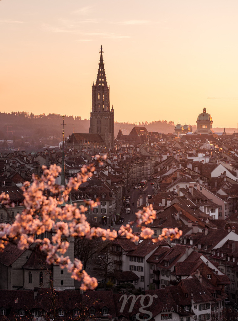 cherry blossom branch in spring in front of the oldtown of Bern | cherry blossom branch in spring in front of the oldtown of Bern - Realisiert mit Pictrs.com