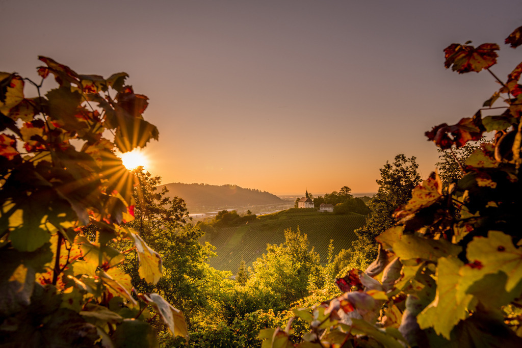 In den Weinbergen | In den Gengenbacher Weinbergen - Realisiert mit Pictrs.com