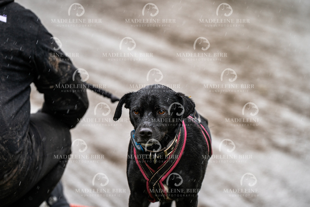 madeleinebirr-fotografie2025.campcanis.11-12Uhr-246 | hundefotografie-birr