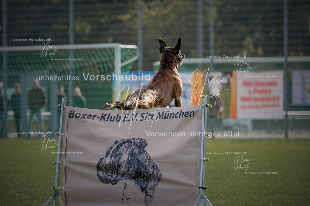_16A5309-1 | Einzigartige Fotos von Hunden & Menschen –Actionfotos, Portraits, Vereinsaufnahmen & Paarshootings – authentisch, lebendig & mit Herz.