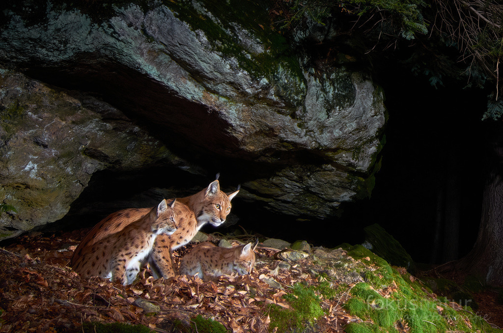 20210902_DSC_0103 | Holen Sie sich die Magie unberührter Natur nach Hause: Natur-, Landschafts- und Tierbilder als Fine Art Print, Wandbild oder Poster – in Galeriequalität, direkt vom Fotografen. - Realisiert mit Pictrs.com