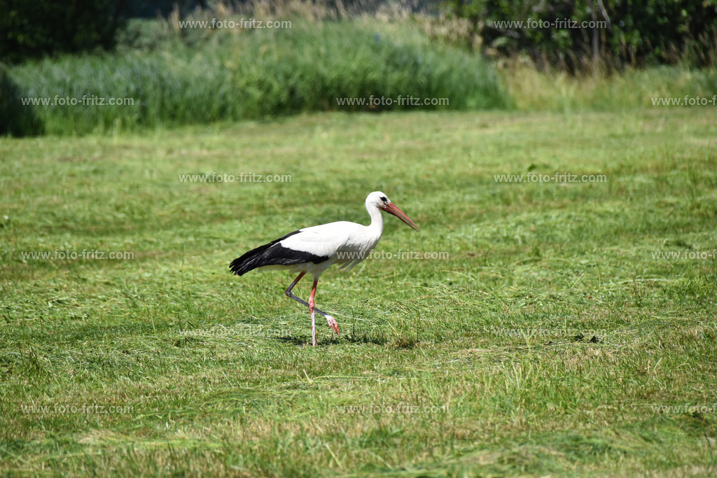 JUN_5379 | www.foto-fritz.com - Realisiert mit Pictrs.com