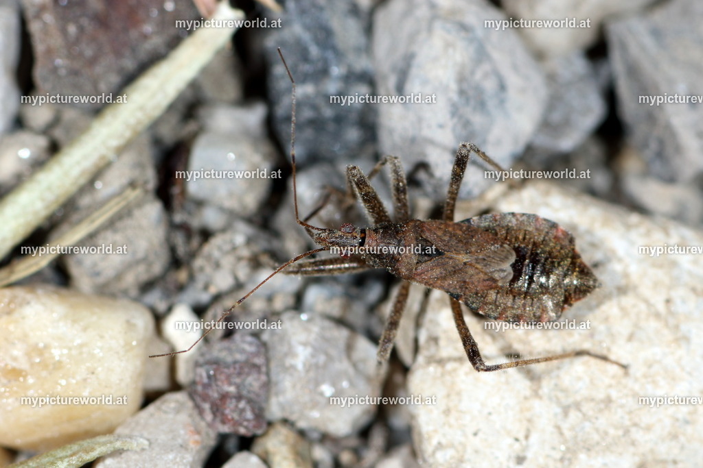Himacerus mirmicoides-003 | Das Bilderarchiv über Tiere, Planzen und Landschaften. In der Bilddatenbank finden Sie ein große Auswahl an hochwertigen Bilder für Ihre Werbung - Realized with Pictrs.com