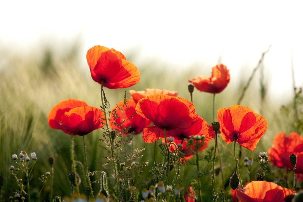 170530-157 | Europa, DEU, Deutschland, NRW, Nordrhein-Westfalen, Niederrhein, Rheinland, Waldfeucht, Naturraum Selfkant, Klatschmohn, Mohn, Mohnbluete, Kategorien und Themen, Natur, Umwelt, Pflanzen, Pflanzenkunde, Botanik, Biologie, Natur, Naturfoto, Naturfotos, Naturfotografie, Naturphoto, Naturphotographie, Landschaft, Landschaften, Landschaftsfoto, Landschaftsfotografie, Landschaftsphoto, Landschaftsphotographie

[Fuer die Nutzung gelten die jeweils gueltigen Allgemeinen Liefer-und Geschaeftsbedingungen. Nutzung nur gegen Verwendungsmeldung und Nachweis. Download der AGB unter http://www.image-box.com oder werden auf Anfrage zugesendet. Freigabe ist vorher erforderlich. Jede Nutzung des Fotos ist honorarpflichtig gemaess derzeit gueltiger MFM Liste - Kontakt, Uwe Schmid-Fotografie, Duisburg, Tel. (+49).2065.677997, ..archiv@image-box.com, www.image-box.com] - Realisiert mit Pictrs.com