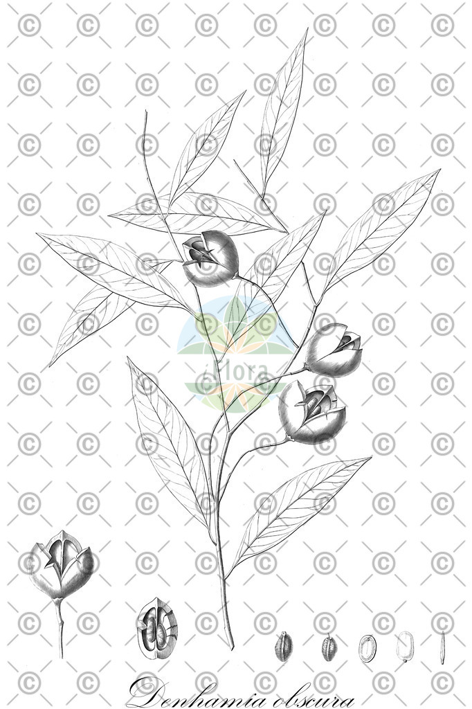 HistAbb_wfo-0000641590_1_ENZY_Simple | Historische Abbildung von Denhamia obscura - Celastraceae | Historical Illustration of Denhamia obscura - Celastraceae