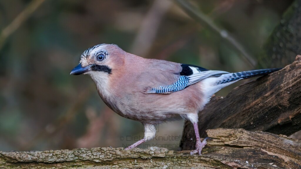 P1003680-Bearbeitet-2024-LR | Natur im Moment - Realisiert mit Pictrs.com