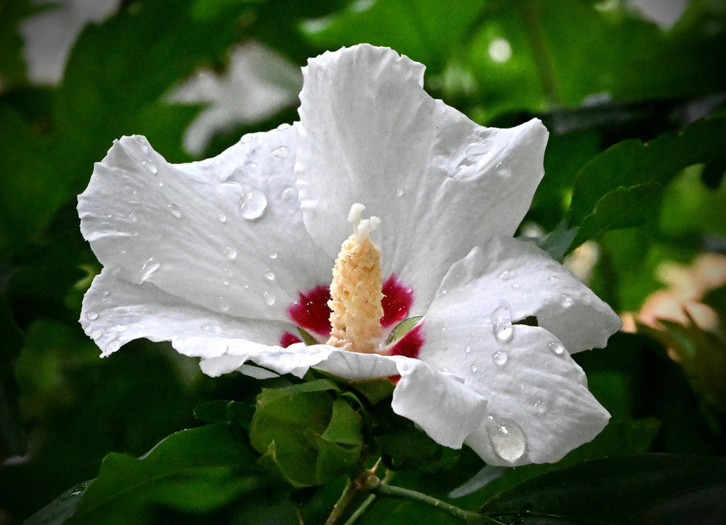 Hibiskus03-260818 | greenwatching-with-luci - Realisiert mit Pictrs.com