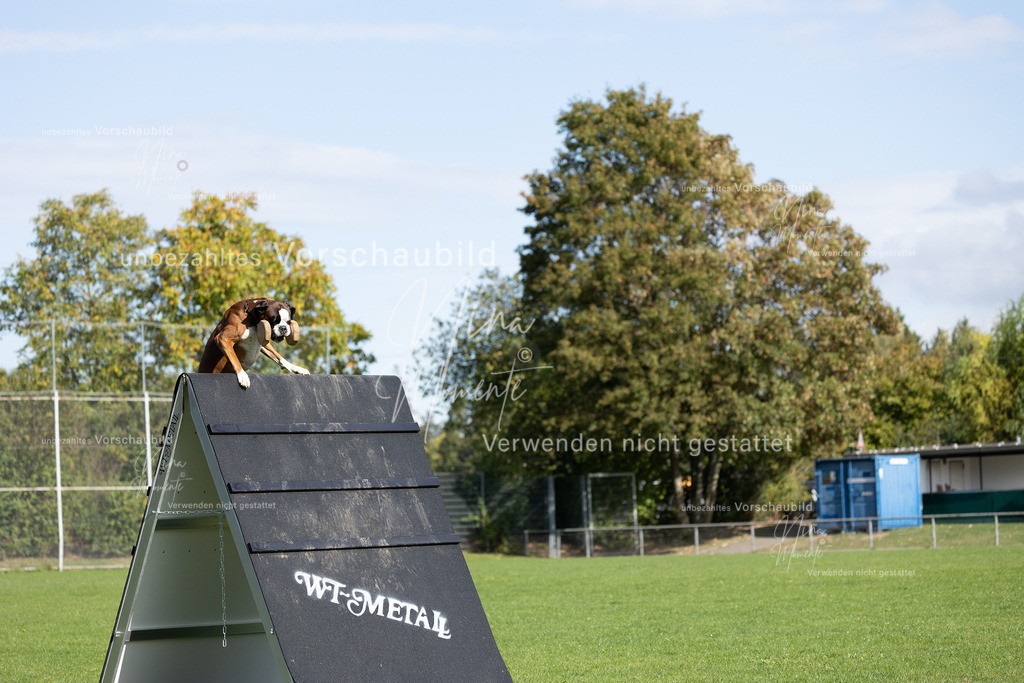 _16A6975 | Einzigartige Fotos von Hunden & Menschen –Actionfotos, Portraits, Vereinsaufnahmen & Paarshootings – authentisch, lebendig & mit Herz.