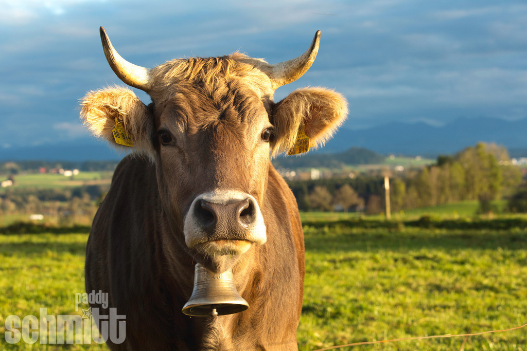 PS-Tiere-2026-44 | Entdecke die größte Bildgalerie der Region mit Fotografien aus dem Allgäu, der Bodenseeregion, Oberschwaben, dem Donautal und der Schwäbischen Alb. Landschaften, Luftaufnahmen und Reisefotografie als Wandbild und Fotokunst. - Realisiert mit Pictrs.com
