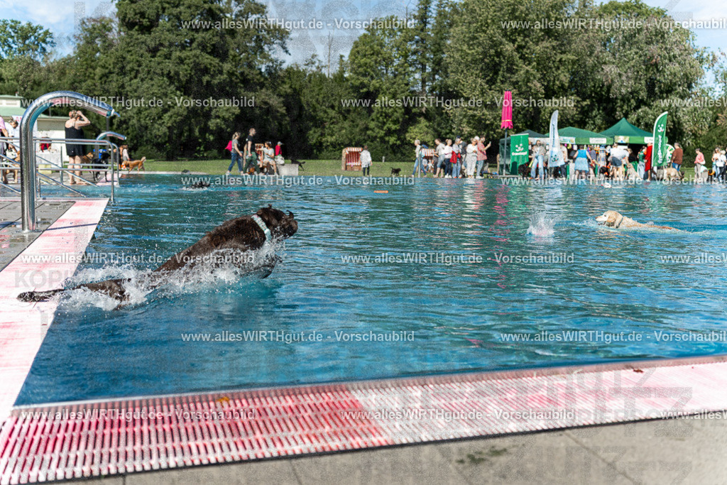 Hundeschwimmen_Volksbad_2026-allesWIRTHgut_Tierfotografie-2609061156-110623-7R509973 | Professionelle Tierfotografie in Mönchengladbach von Daniel Wirth (allesWIRTHgut). Liebevolle & natürliche Bilder von Hunden & Katzen für unvergessliche Erinnerungen.