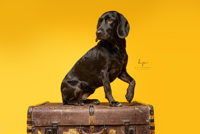 DSC_1434-Bearbeitetweb | Augenblicke kommen und gehen, Erinnerungen bleiben. Als Tierfotografin schaffe ich liebevolle Erinnerungen an unsere tierischen Familienmitglieder, ohne Stress und Druck.
Buchbar für den Raum München und Landkreis Dachau  - Realisiert mit Pictrs.com