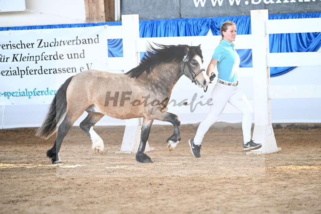 Kat-Nr. 15 Leybucht Bavarian Bailey v. Penymorfa Bailey_Nieberle_9260394 | hf-fotografie - Realisiert mit Pictrs.com