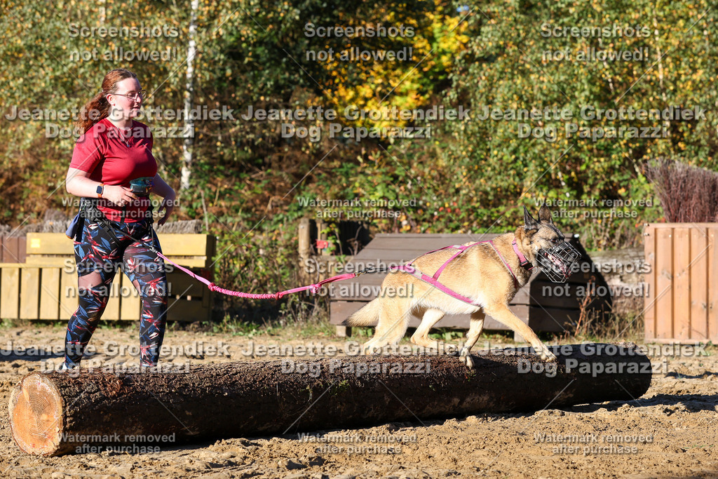 Dog Paparazzi - Strongdog 10-25-1516 | Dog Paparazzi Jeanette Grottendiek Fotografie & Videografie - Realisiert mit Pictrs.com