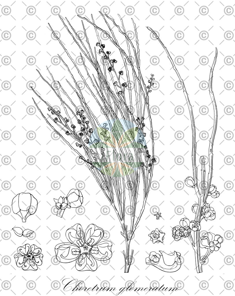 HistAbb_wfo-0000763693_1_ENZY_Simple | Historische Abbildung von Choretrum glomeratum - Santalaceae | Historical Illustration of Choretrum glomeratum - Santalaceae