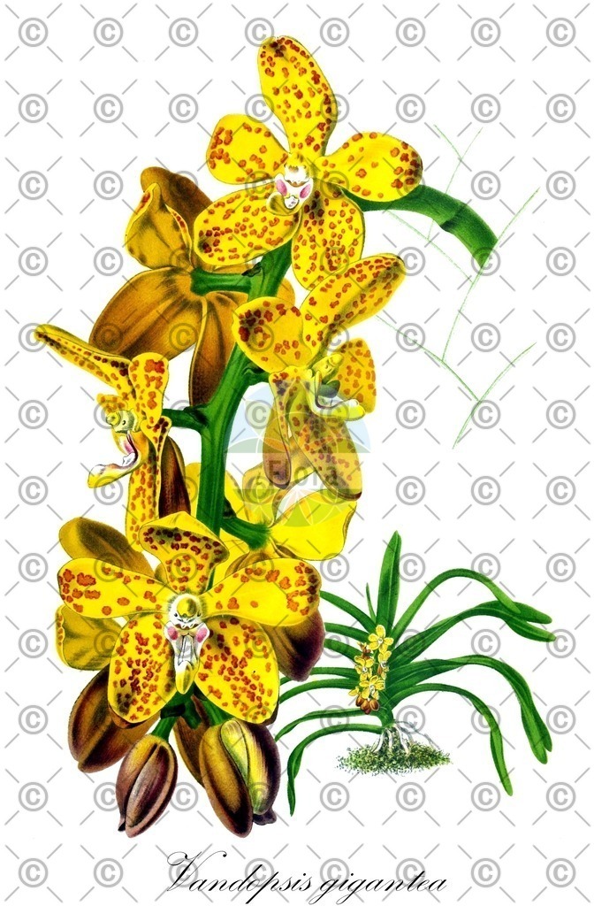 HistAbb_wfo-0001273626_1_ENZY_Simple | Historische Abbildung von Vandopsis gigantea - Orchidaceae | Historical Illustration of Vandopsis gigantea - Orchidaceae